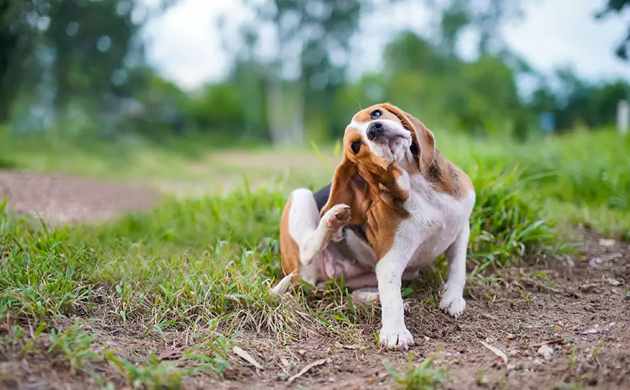 Our Proven Flea Infestation Treatment in Mission Viejo