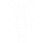 Earwigs Pest Control Mission Viejo, CA