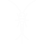 Silverfish Pest Control Mission Viejo, California