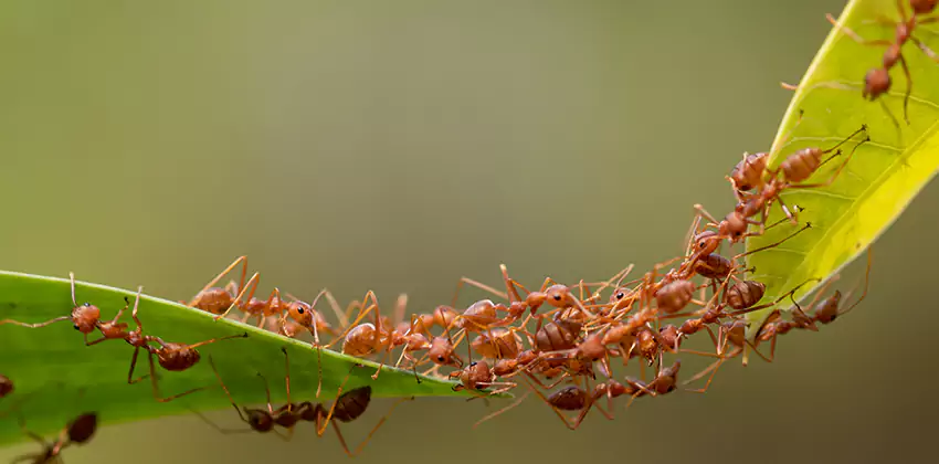 ant-control in Mission Viejo, CA