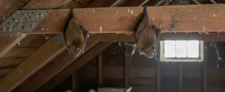 bat-exterminator in Mission Viejo, CA
