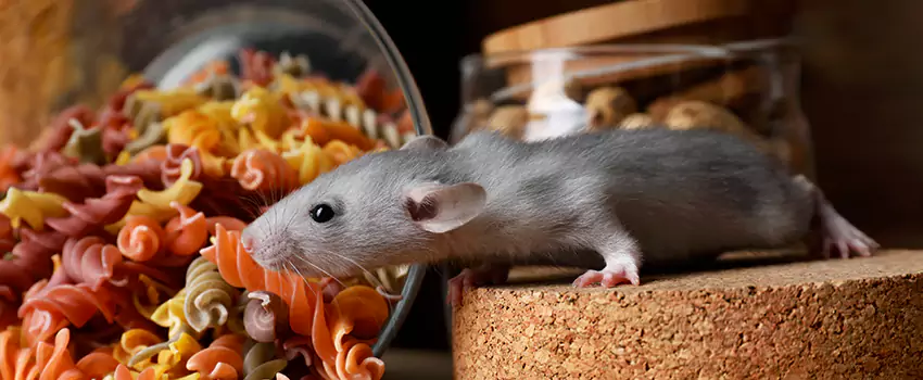 Rodent Extermination for Families with Children & Pets Mission Viejo, CA