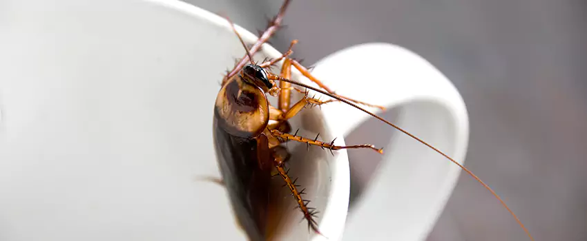 cockroach-pest-control in Mission Viejo, CA