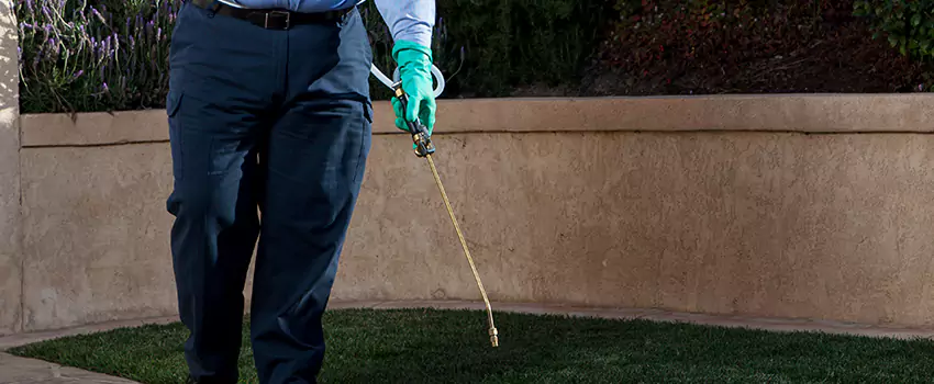 flea-treatment in Mission Viejo, CA
