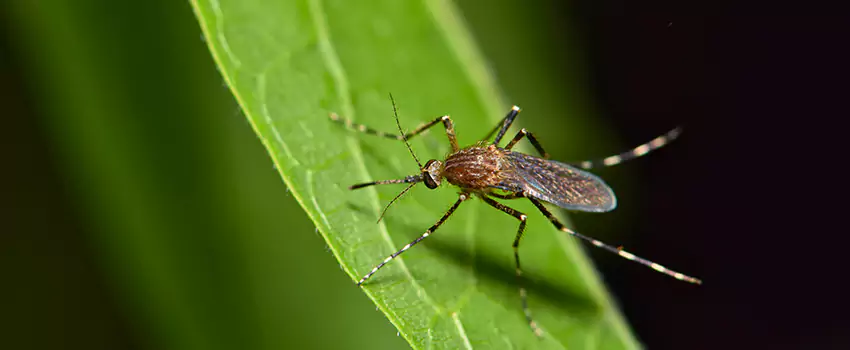 mosquito-treatment in Mission Viejo, CA