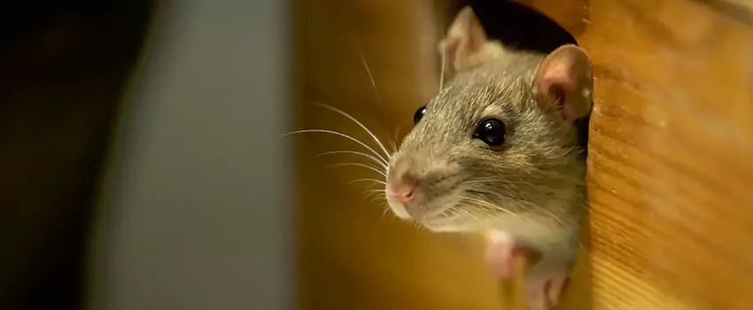 rodent-control in Mission Viejo, CA