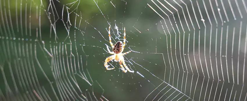 spider-pest-control in Mission Viejo, CA