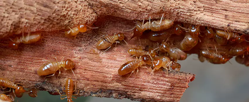 termite-treatment in Mission Viejo, CA