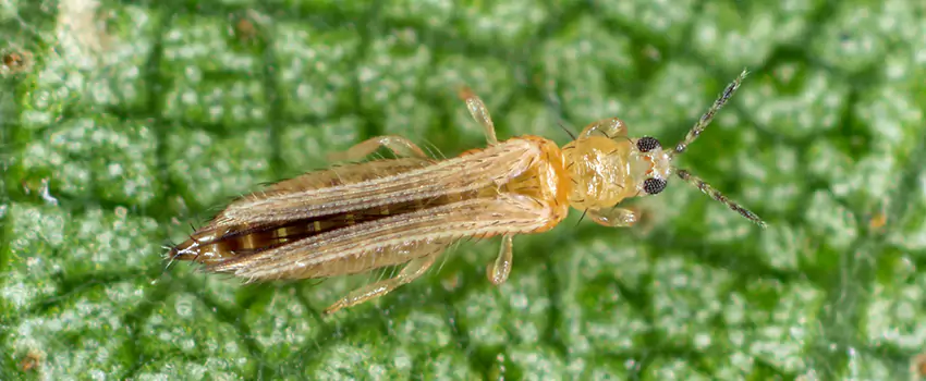 thrips-treatment in Mission Viejo, CA