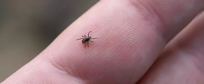tick-control in Mission Viejo, CA