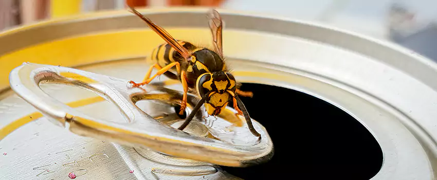 yellow-jacket-exterminator in Mission Viejo, CA